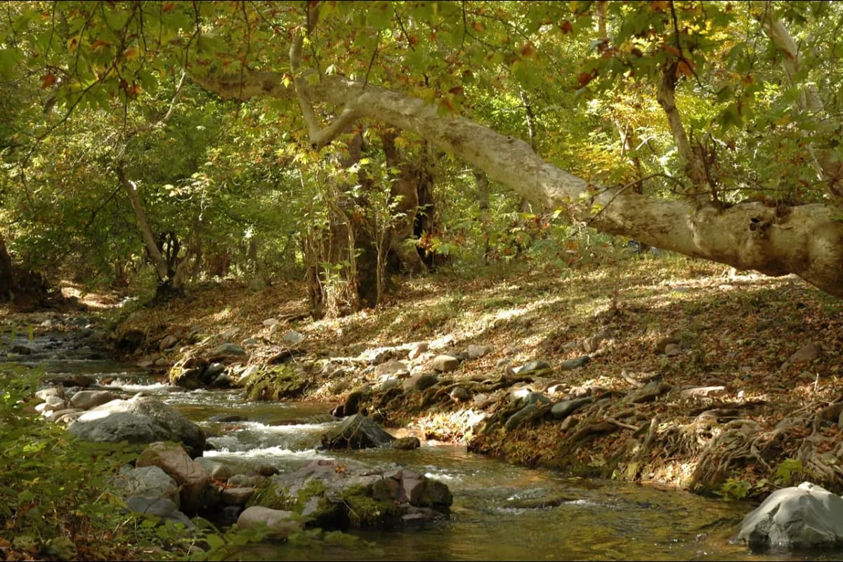 Shikahogh State Reserve