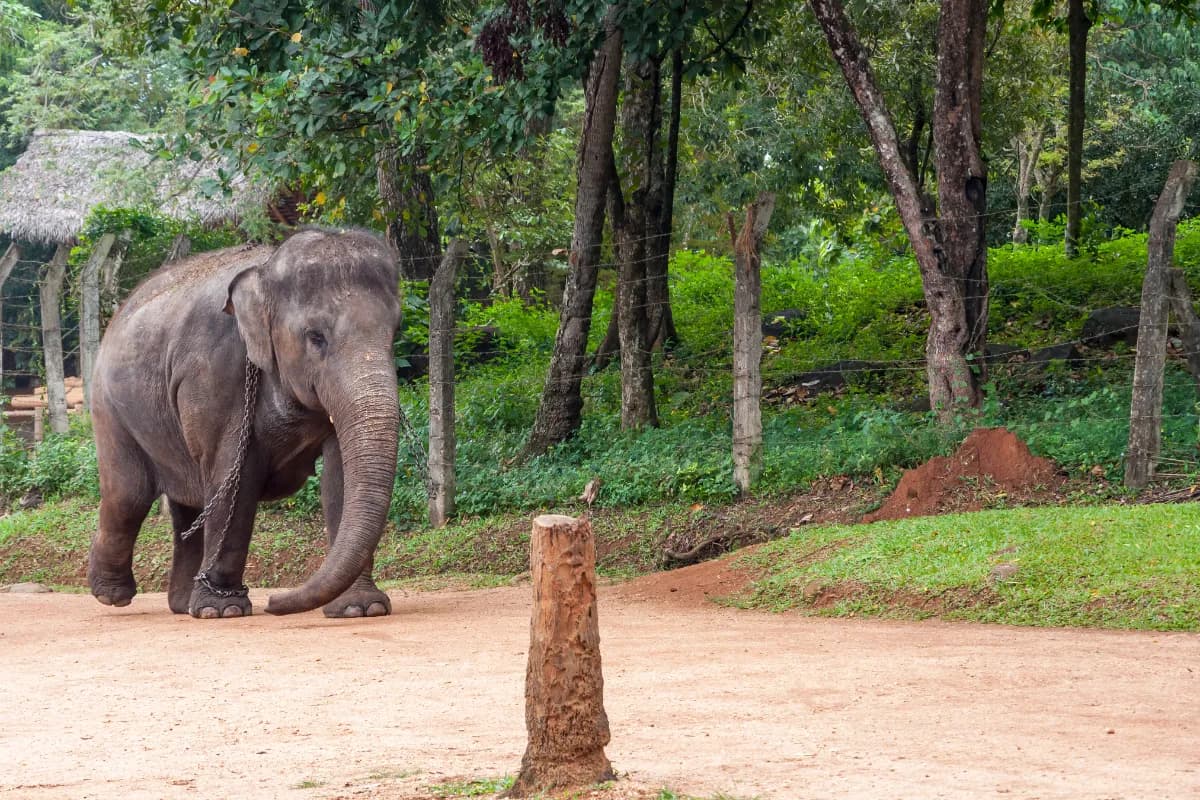 Pinnawala elephants,Sri Lanka